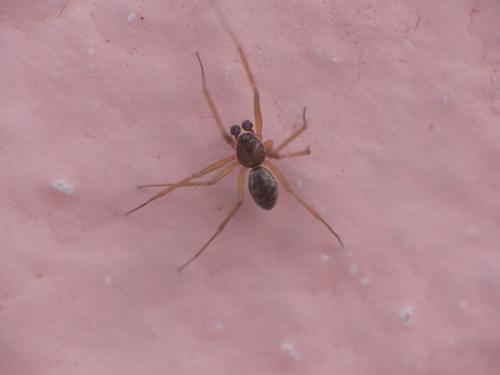 Tenuiphantes sp.